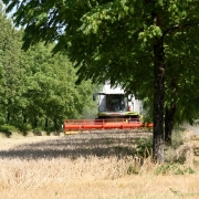 Agroforst